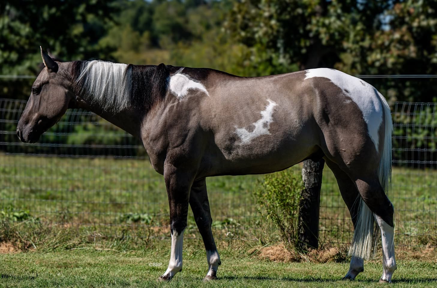 Full side profile of Cody, a tobiano Paint horse
