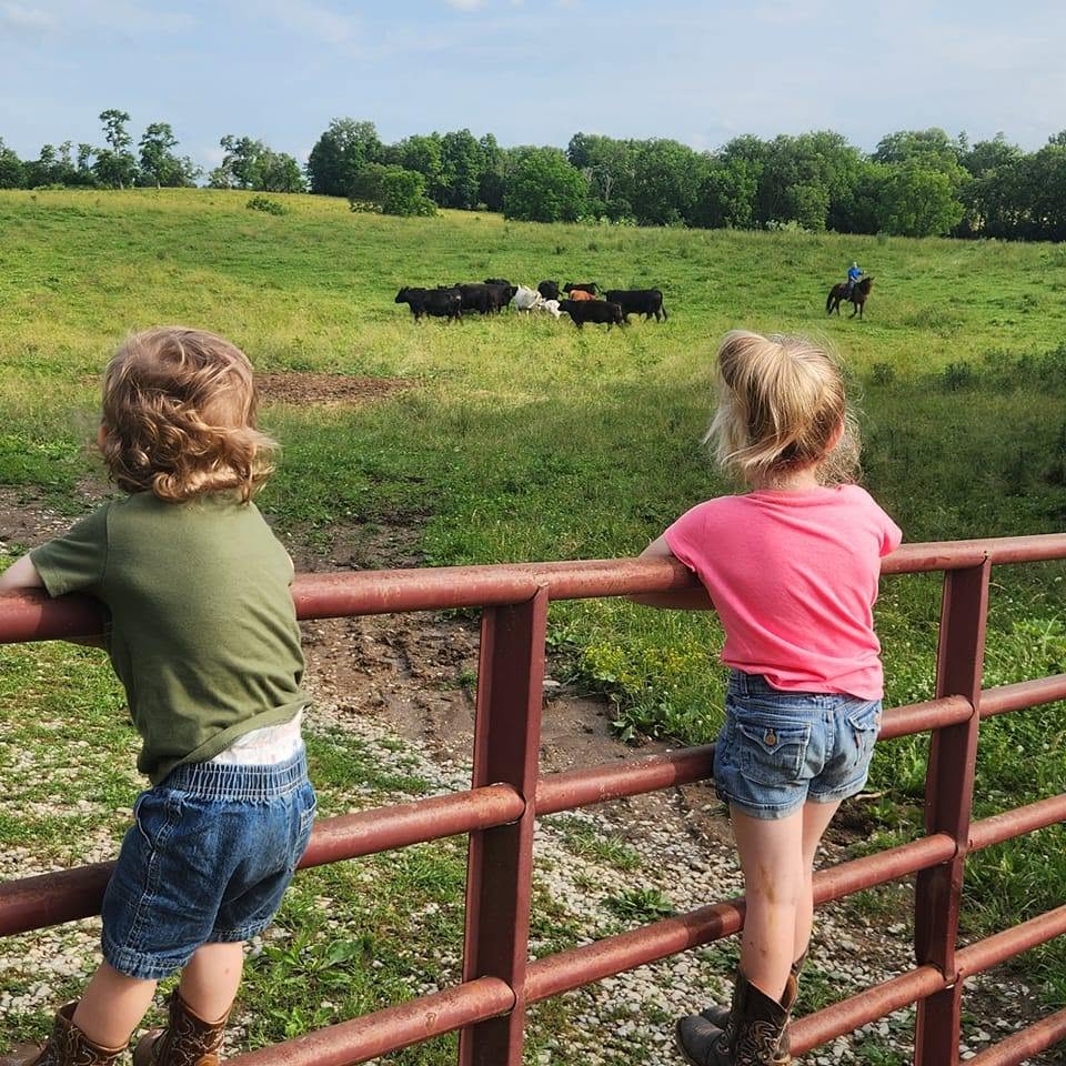 Children watching a rider gather cattle from the pasture fence